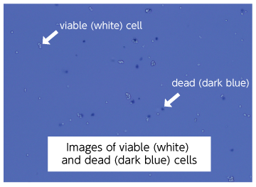 Images of viable (white) and dead (dark blue) cells
