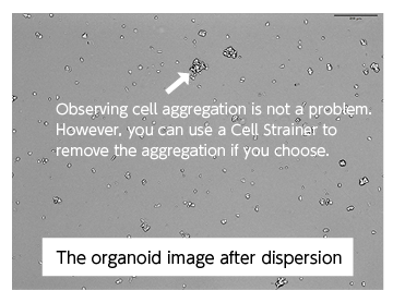 The organoid image after dispersion