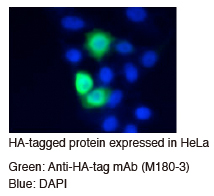 Anti-HA-tag mAb (Clone: TANA2) IC