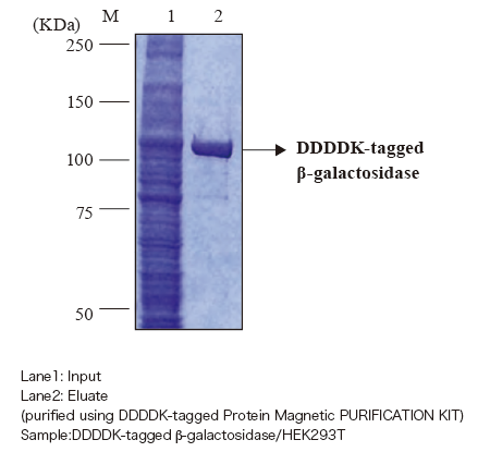 3343R DDDDK-tagged β-galactosidase purification