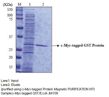 3340 c-Myc-tagged GST protein purification