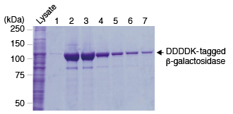3328 Purification of N-terminal DDDDK-tagged β-Galactosidase