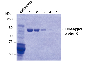 3311 Purification of C-terminal His-tagged protein X from culture supernatant