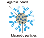 schematic diagram of magnetic agarose beads