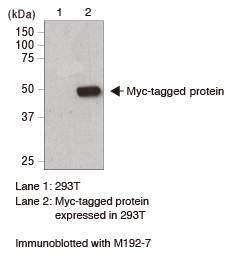 Anti-Myc-tag mAb-Magnetic Agarose (M047-10)