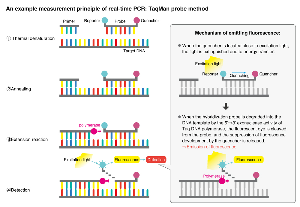 An example measurement principle of real-time PCR: TaqMan probe method